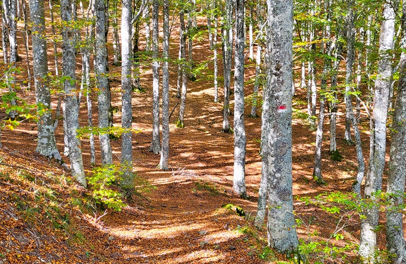 27 - Forêt du Casentino
