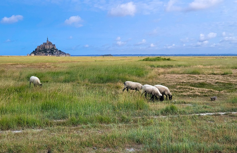 6 - Prés salés dj Mont-Saint-Michel